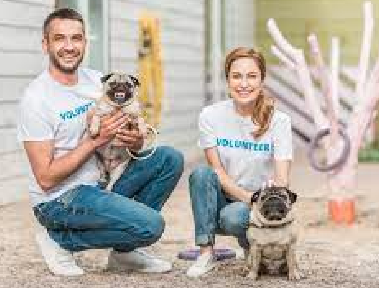 ONGs Brasileiras que Ajudam Animais: Conheça Iniciativas que Fazem a Diferença no Brasil