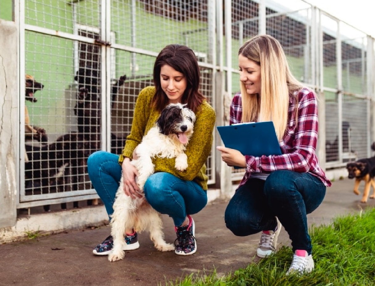 Proteção Animal no Brasil: ONGs Assumem Papel Central no Combate ao Abandono e aos Maus-Tratos